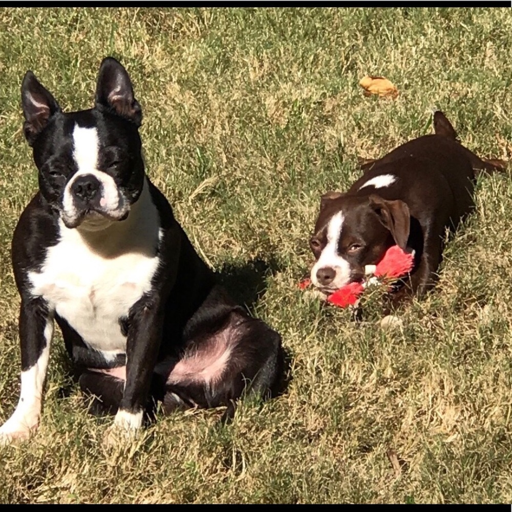 My fur babies and others. Lol. - Picture 12 of 15